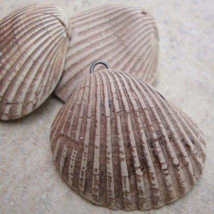 floridity-cockle-shell-pendant Cockle Shell by Floridity