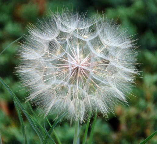macrosunday_makeawish1 macrosunday_makeawish1