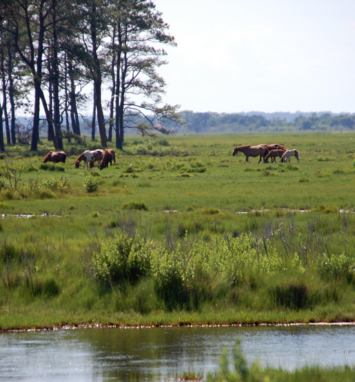 assateague_-ponies