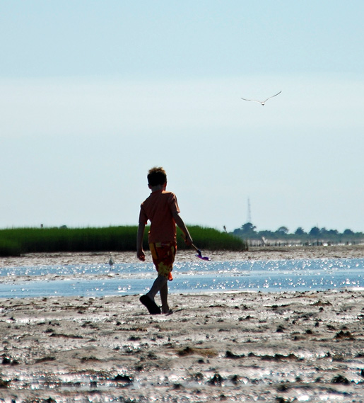 assateague_collin1