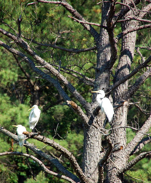 assateague_cranes
