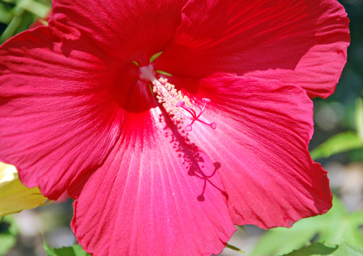 macrosundayflower2 macrosundayflower2