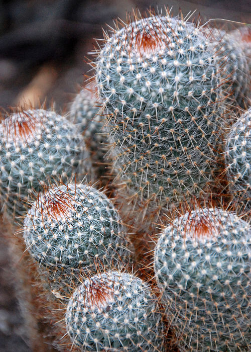 BotanicGarden_cacti_opt