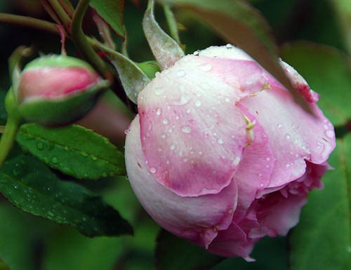 BotanicGarden_pink-rain-drops_opt