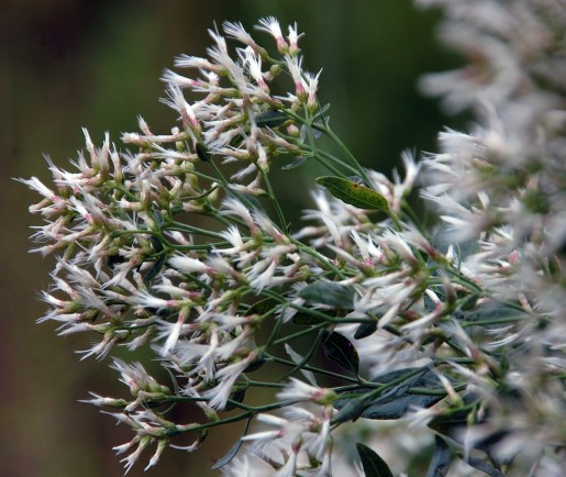 BotanicGarden_white-and-fluffy