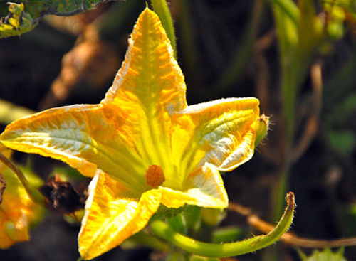 MacroSunday_Pumpkin-flower_opt