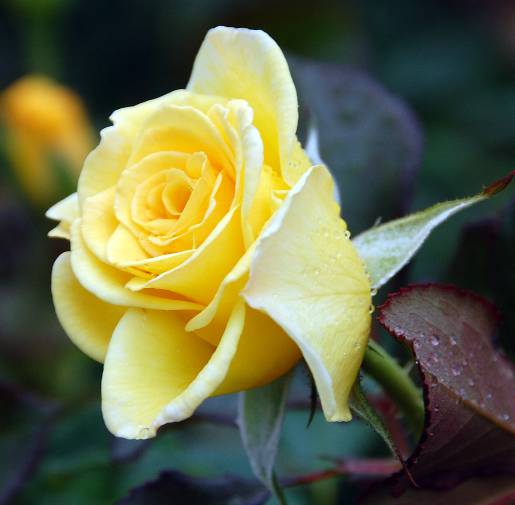 Optimized-BotanicGarden_YellowRose