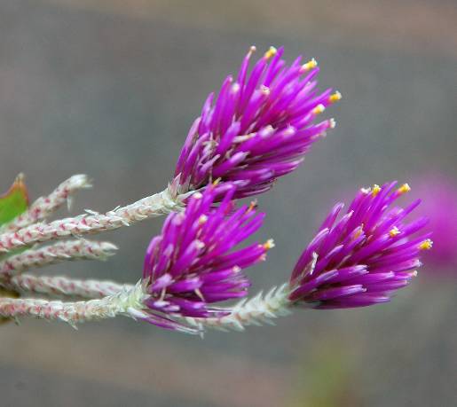 Optimized-BotanicGarden_fuschia