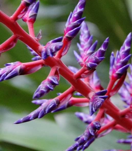 Optimized-BotanicGarden_purple-and-red