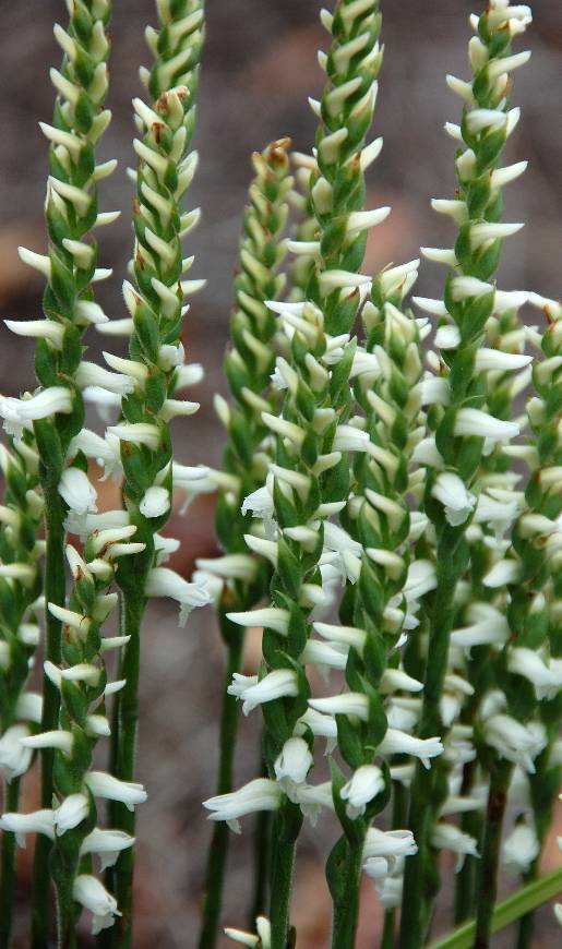 Optimized-BotanicGarden_tall-white