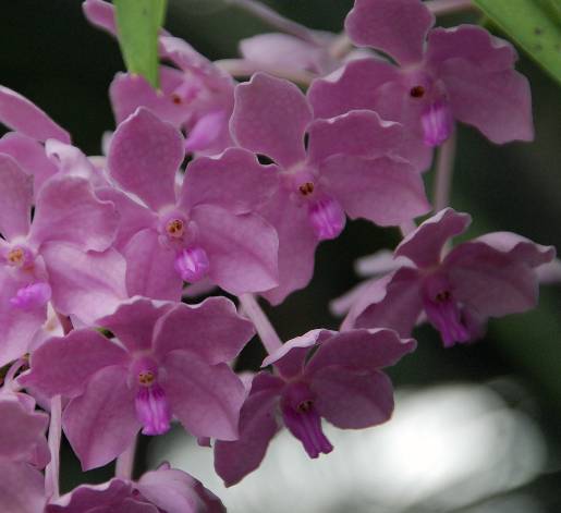 Optimized-BotanicGardens_mass-of-pink