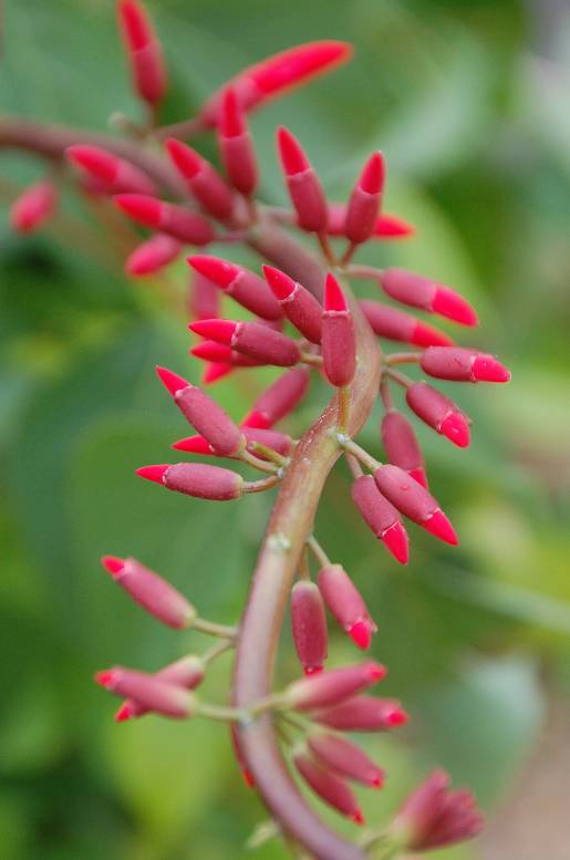 Optimized-BotanicalGardens_Lipstickplant