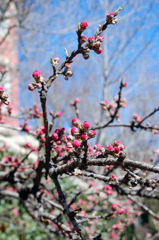 Blog_Spring-Flowers