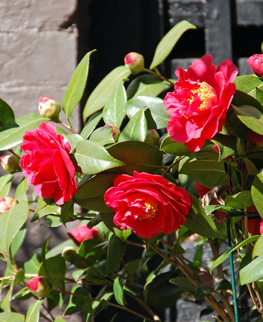 Blog_Spring-Flowers5_opt