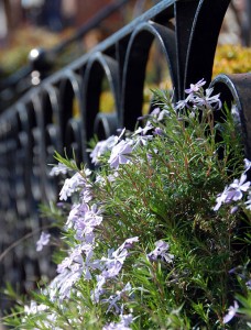spring flowers wrought iron fence