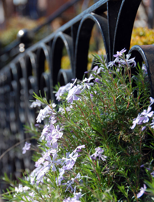 Blog_Spring-Flowers spring flowers wrought iron fence