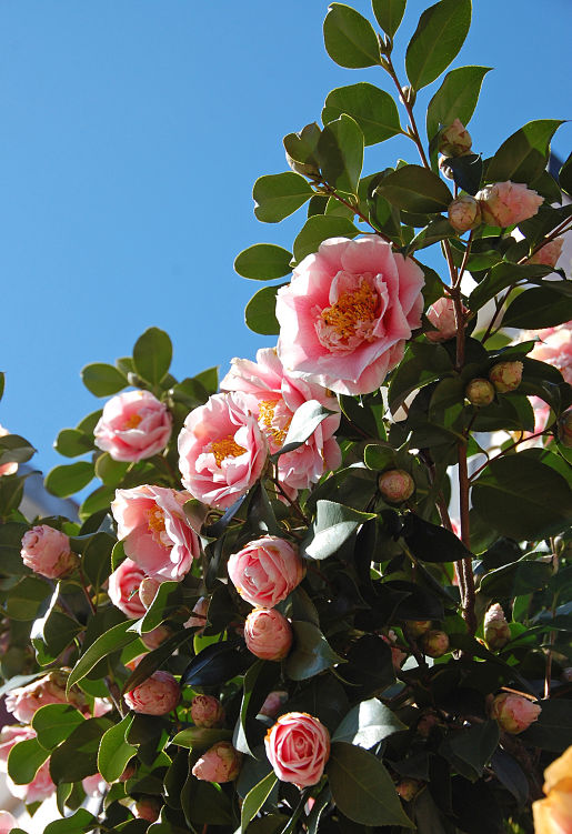 Blog_Spring-Flowers pink spring flowers
