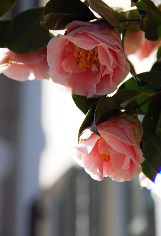 Blog_Spring-Flowers9_opt