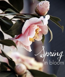 spring blooms flowers