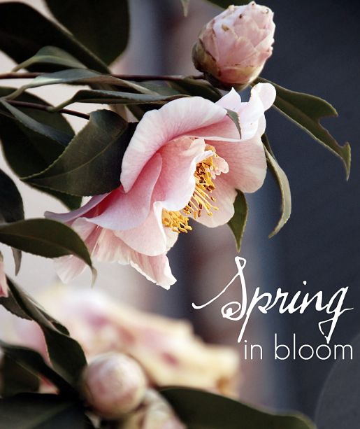 Blog_Spring-Flowers_Spring bloom spring blooms flowers