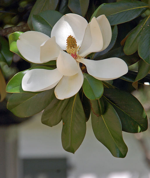 Williamsburg_Magnolia
