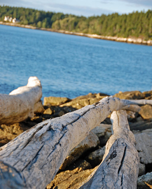 NewEngland_Fallen-trees-at-Ft Popham