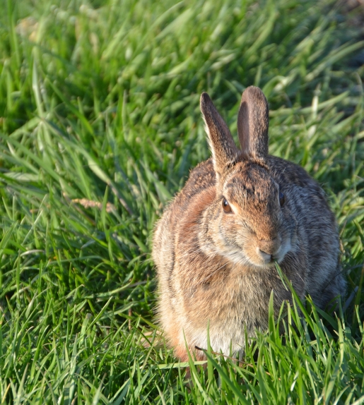 Oregon Dairy, PA rabbit