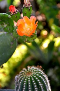 California Cacti