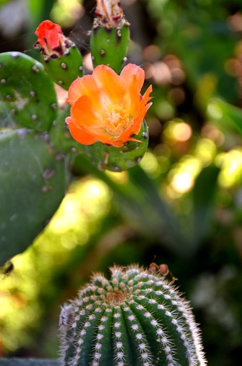 California Cacti