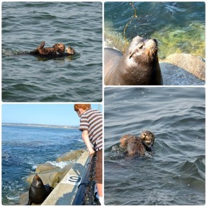 Monterey sea otters and sea lion