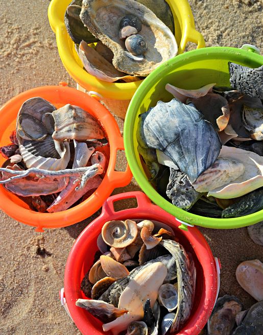 Shells from Assateague Island