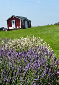 White Oak Lavender farm